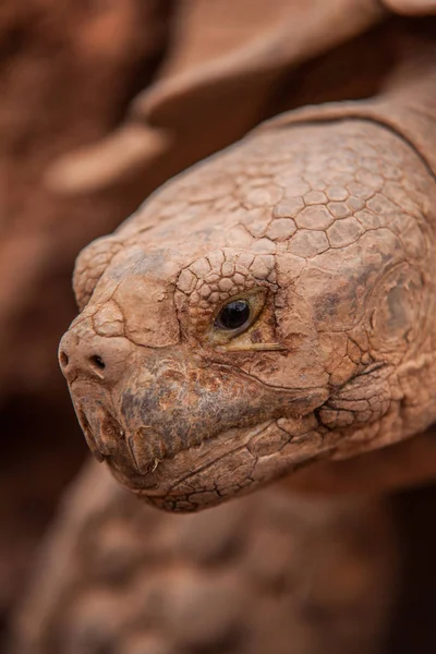 pictures of earth turtles