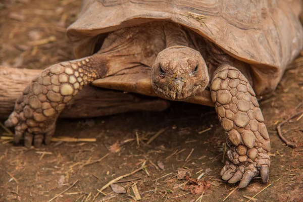 Dünya kaplumbağaların resimleri