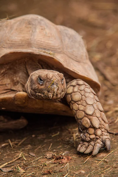 Dünya kaplumbağaların resimleri