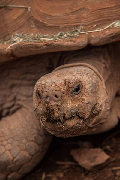 Bilder Von Erdschildkröten — Stockfoto