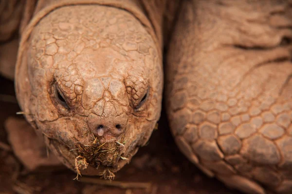 Dünya kaplumbağaların resimleri