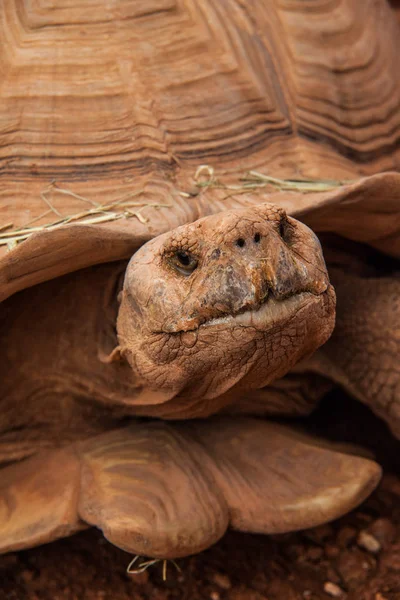 Dünya kaplumbağaların resimleri