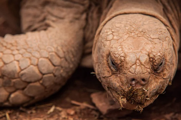 pictures of earth turtles