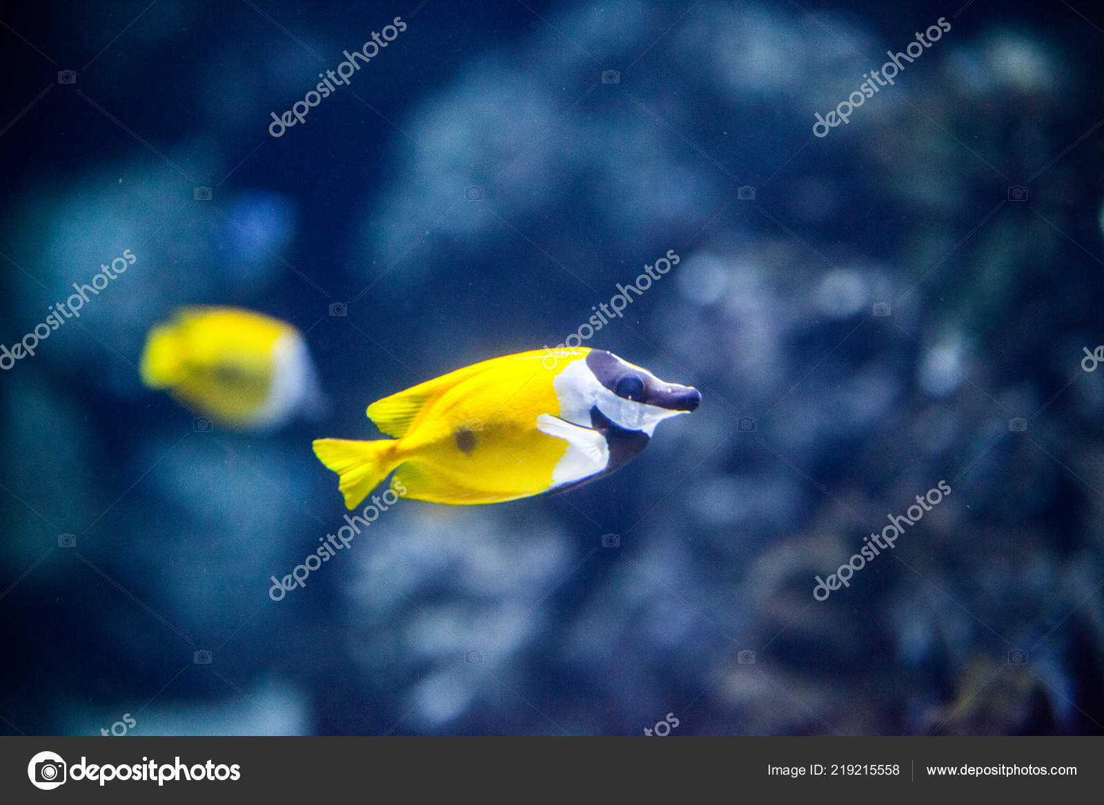 POISSON SCARICARE