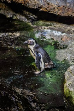 pingouin en milieu captif