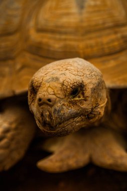 Kaplumbağa Başkanı