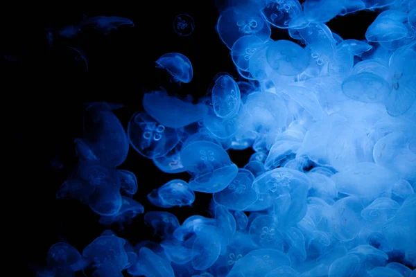 Karanlıkta denizanası