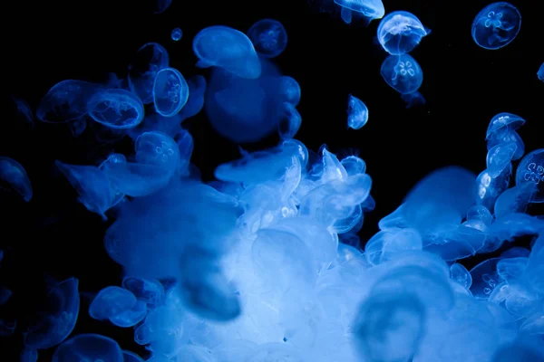 Karanlıkta denizanası