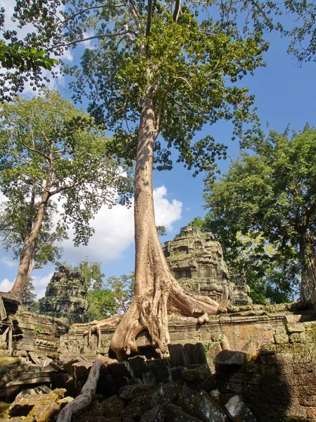 Ta Prohm las ruinas del templo cubierto de árboles en Angkor Wat en —  Fotos de Stock