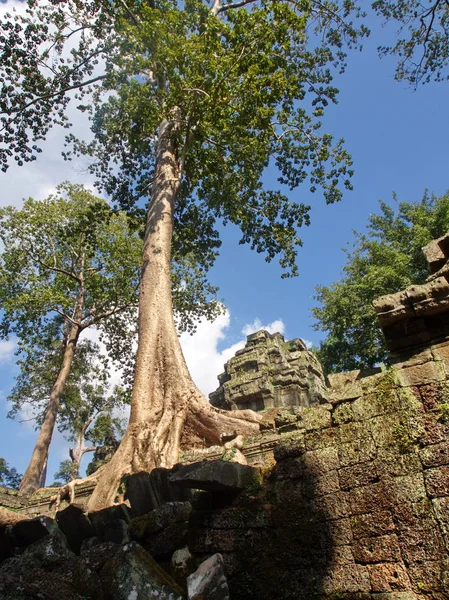 Та Пром храм руины заросли деревьями в Ангкор Ват в — стоковое фото