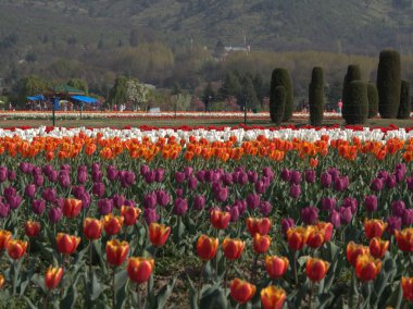 Srinagar, Keşmir'de Güzel Renkli Lale ve Çiçekler tarlası