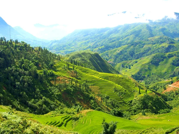 Sapa rijstveld Rijstterras in Vietnam. — Stockfoto