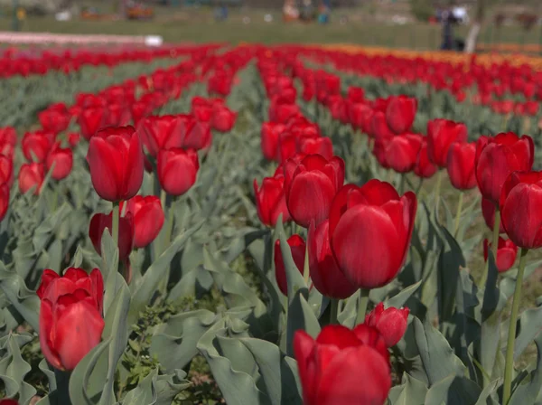 Campo bonito tulipa colorida e flores em Srinagar, Caxemira — Fotografia de Stock