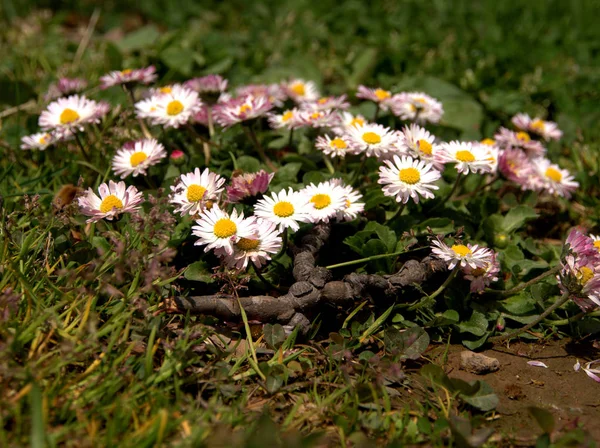 สนามดอกไม้และดอกไม้ที่สวยงามสีสันสดใสในศรีนครินทร์ คาชมีร์ — ภาพถ่ายสต็อก