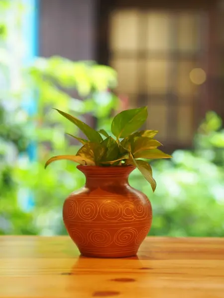 Betel Planta com um copo, copo, vasto em estilo mínimo com madeira — Fotografia de Stock