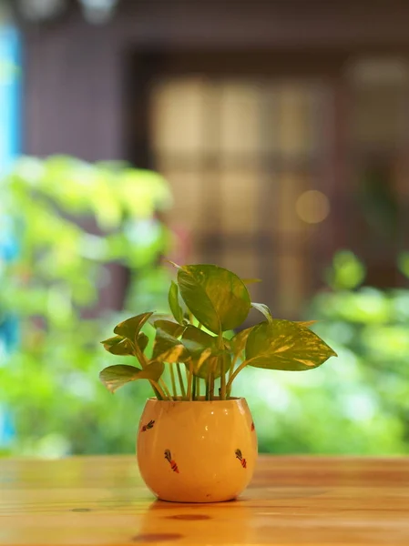 Betel roślina z kieliszek, filiżanka, ogromna w minimalistycznym stylu z drewna — Zdjęcie stockowe
