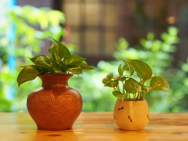 Betel Plant with a glass, cup, vast in minimal style with wood — стоковое фото