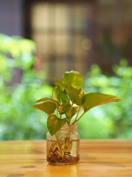 Betel Plant with a glass, cup, vast in minimal style with wood — стоковое фото