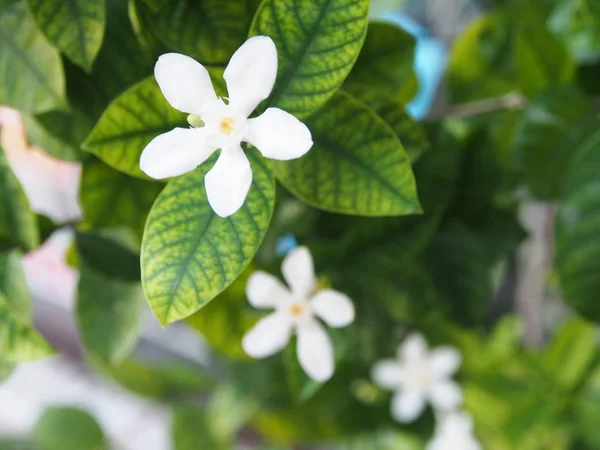 Güzel Cape Yasemin , Cape Gardinia. Doğal Işıklı Makro