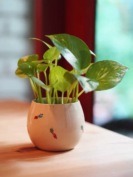Sabah doğal ışık ile Pothos.