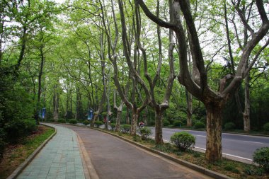 Yol ve Çin'de bir dizi ağaç. Nanjing. Jiangsu