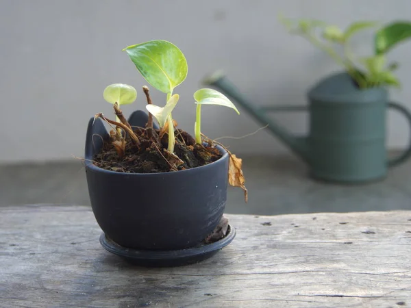 Lata de rega com uma planta em crescimento. Cimento e fundo de madeira. S — Fotografia de Stock