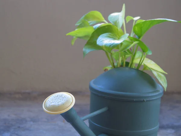 Lata de rega com uma planta em crescimento. Cimento e fundo de madeira. S — Fotografia de Stock