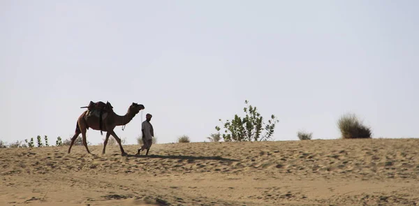 Jazda na wielbłądzie, Jaisalmer pustynia, Rajastan, Indie, 5, styczeń, — Zdjęcie stockowe