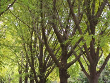 Gingko yaprakları ve Tree farklı bir görünümde. Pekin'de çekilen , Chi