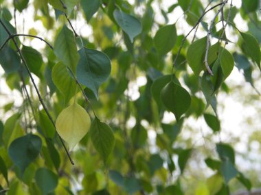 Gingko yaprakları ve Tree farklı bir görünümde. Pekin'de çekilen , Chi