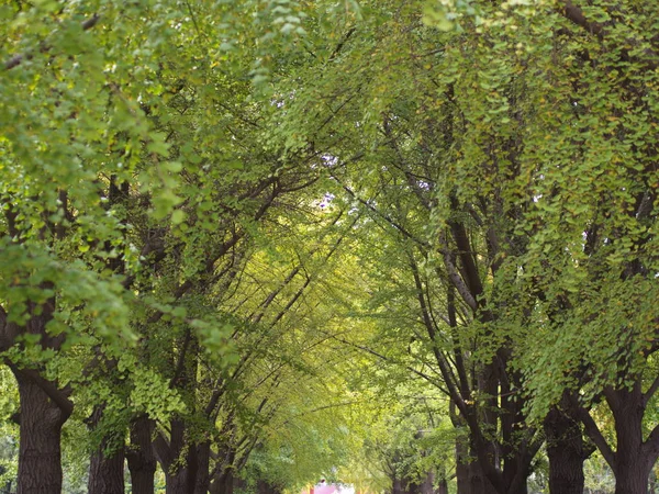 Folhas de Gingko e Árvore em vista diferente. Tomada em Beijing, Chi — Fotografia de Stock