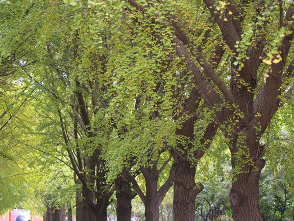 Folhas de Gingko e Árvore em vista diferente. Tomada em Beijing, Chi — Fotografia de Stock