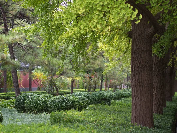 Hojas de gingko y árbol en vista diferente. Tomado en Beijing, Chi —  Fotos de Stock