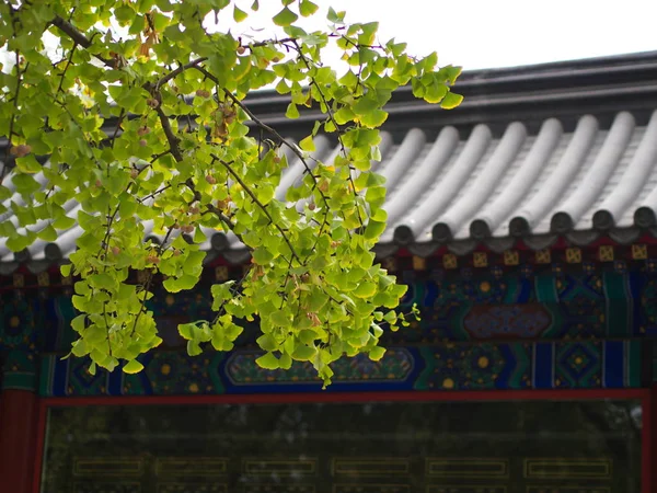 다른 보기에서 징코 잎과 나무. 베이징에서 촬영, 치 — 스톡 사진
