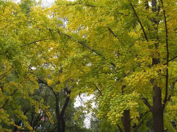 Folhas de Gingko e Árvore em vista diferente. Tomada em Beijing, Chi — Fotografia de Stock