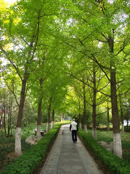 Hojas de gingko y árbol en vista diferente. Tomado en Beijing, Chi — Foto de Stock