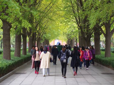 Gingko yaprakları ve Tree farklı bir görünümde. Pekin'de çekilen , Chi