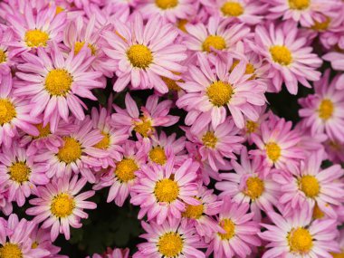 doğal bir sabah ışığı ile renkli Aromatik Aster Çiçek. S