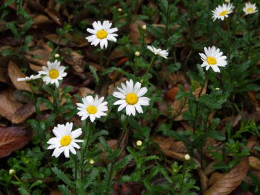 Öküz gözü Papatya Leucanthemum vulgare. Himalaya Dağı'nda Çiçekler.