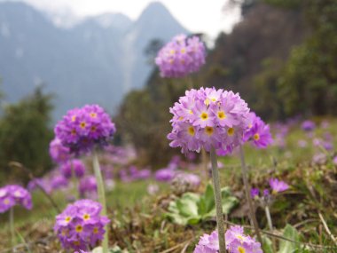 Verbena Flowers'ı kapatın. Verbena hybrida. Pembe ve Mor Ve