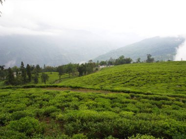 Darjeeling , Hindistan , 15 Nisan 2011 : En Ünlü Çay Bitkisi