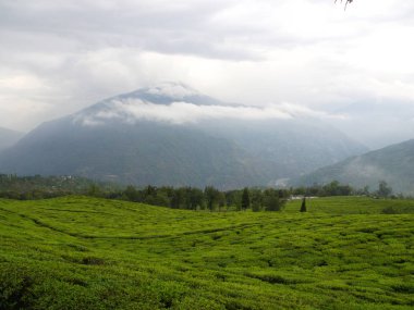 Darjeeling , Hindistan , 15 Nisan 2011 : En Ünlü Çay Bitkisi