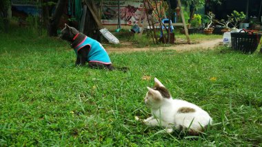 Tay Kedi birçok eylem. Yerel köyde Siyam Kedisi.