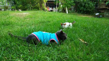 Tay Kedi birçok eylem. Yerel köyde Siyam Kedisi.