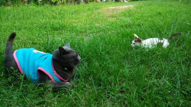 Tay Kedi birçok eylem. Yerel köyde Siyam Kedisi.