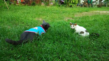 Tay Kedi birçok eylem. Yerel köyde Siyam Kedisi.