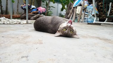 Tay Kedi birçok eylem. Yerel köyde Siyam Kedisi.