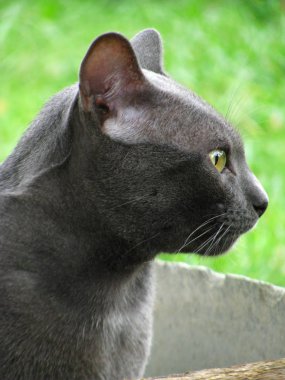 Yerel villag yakışıklı Tay Gri Siyah Kedi yakın