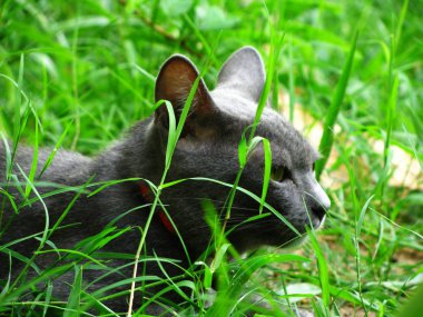 Yerel villag yakışıklı Tay Gri Siyah Kedi yakın