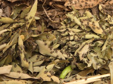 Da Lat City yerel köyde İpek Üretim Fabrikası. Tra